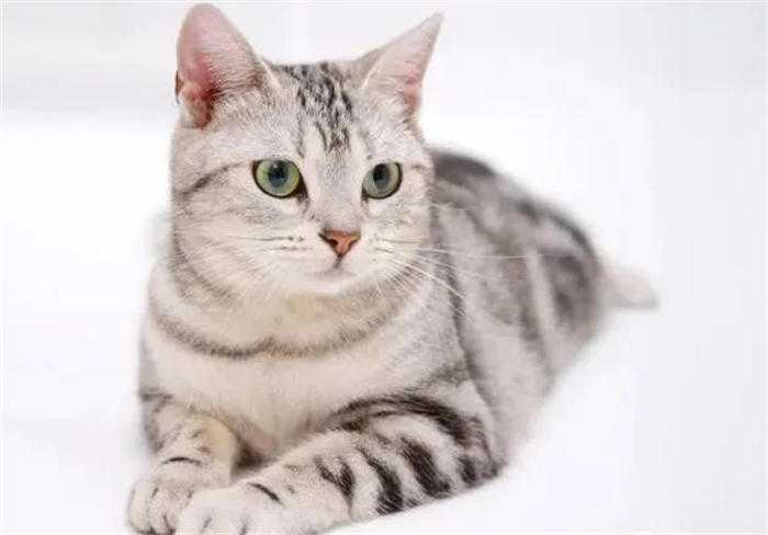 宠物市场副业项目玩法,倒腾新奇宠物年入10W